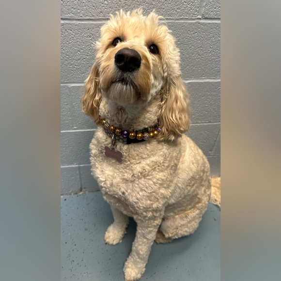 Designer Dog Necklaces - Picture 3 of 13